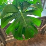 Monstera deliciosaLeaf