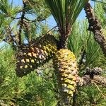 Pinus pinaster ഫലം