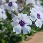 Phlox subulataFlors