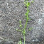 Galium richardianum Blomst