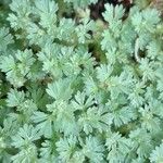 Alchemilla arvensis Blad