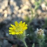 Pulicaria arabica Flor