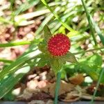 Potentilla indicaFruchs