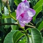 Cryptostegia madagascariensis Flower