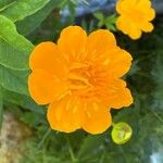 Trollius chinensis പുഷ്പം