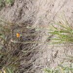 Agoseris aurantiaca موطن