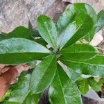 Brunfelsia americana Folio