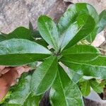 Brunfelsia americana Leaf