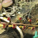 Bulbophyllum falcatum Flower