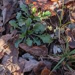 Leucanthemum ircutianumList