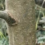 Quercus ilicifolia പുറംതൊലി
