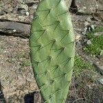 Opuntia tomentosa Blatt