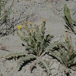 Crepis occidentalis Habit