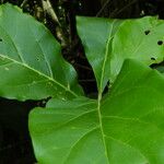 Juanulloa mexicana Leaf