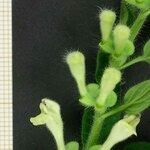Scutellaria albida その他の提案
