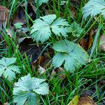 Ranunculus acris Foglia