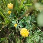 Trifolium campestre Leaf