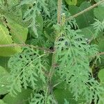 Ambrosia artemisiifolia Blatt