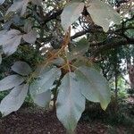 Handroanthus ochraceus Leaf