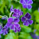 Duranta erecta Flor