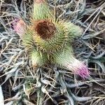 Cirsium echinatum 花