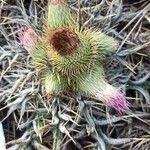 Cirsium echinatum Blüte