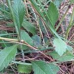 Scabiosa columbaria Лист