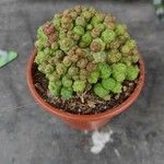 Euphorbia pseudoglobosa List