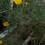 Hunnemannia fumariifolia Altul/Alta