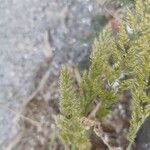 Trisetum paniceum 葉