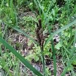 Carex riparia Blüte