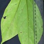 Drymonia macrophylla Frunză