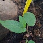 Begonia egregia Листок