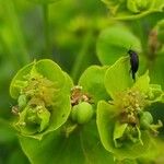 Euphorbia virgata Flor
