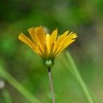 Krigia dandelion Цвят