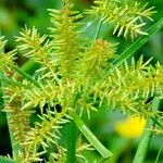 Cyperus erythrorhizos Кветка