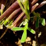 Cardamine resedifolia Lapas