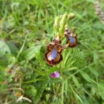 Ophrys speculum Natur