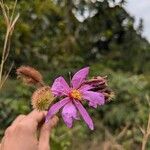 Clappertonia ficifolia Blüte
