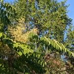 Aralia elata Květ