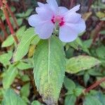 Impatiens hawkeri पत्ता