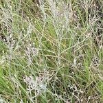 Gutenbergia rueppellii Hábito