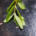 Hypericum hypericoides Leaf