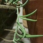 Senecio radicans Hoja