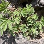 Potentilla caulescens Blatt