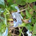 Plumbago auriculataFlower