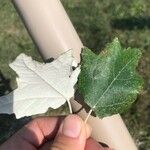 Populus alba Blatt