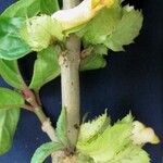 Drymonia macrophylla Bark