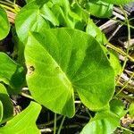 Ipomoea violacea Leaf