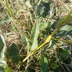 Bistorta officinalis Blad